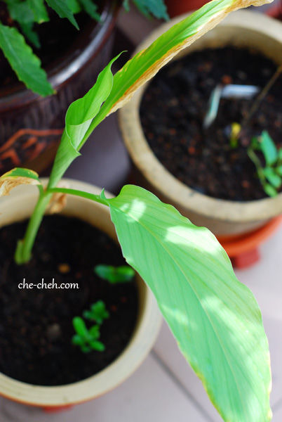 Grow Turmeric Plant From Kitchen Scrap